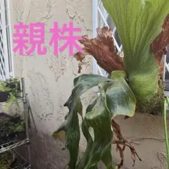 ビカクシダ jawa twister×poci spore - メルカリ