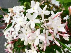 ハゴロモジャスミン差し苗　2苗　約20センチ