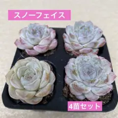 スノーフェイス4苗セット　多肉植物　エケベリア　カット苗　寄せ植え　多肉弁当