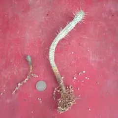 ユーフォルビア　２種セット　ホリダ　白樺キリン　カキ仔　発根済み　抜き苗発送のサムネイル
