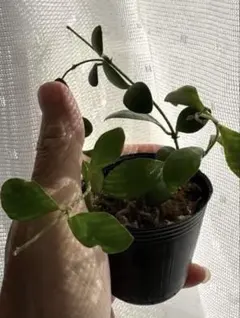 2025年最新】品種名：ホヤ その他観葉植物の人気アイテム - メルカリ