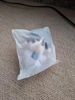 エイリアンステージヒトデ型ぬいぐるみイヴァン