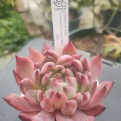 2025年最新】コロラータアテマハックの人気アイテム - メルカリ