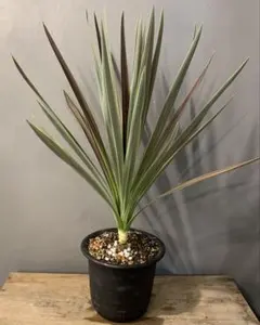 Aloifolia
