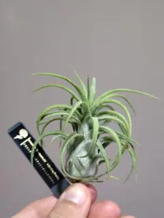 lorentziana x streptophylla'Mexico