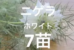 ニゲラ　7苗 ニゲラ 5苗 - メルカリ