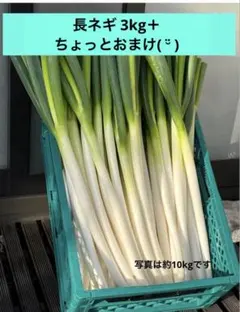 信州産 新幸福ねぎ B品5.5kg - メルカリ