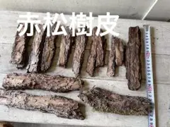 赤松樹皮　昆虫　爬虫類　レイアウトのサムネイル
