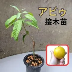 683〓超希少Peritassa campestris 熱帯果樹【限定1鉢】 - メルカリ