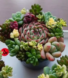 【抜き苗・カット苗】多肉植物　ミニ寄せ植えセット④のサムネイル