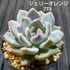 ジェリーオレンジ 773 エケベリア 多肉植物 抜き苗