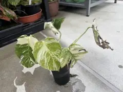 発根済❗️モンステラ　ホワイトタイガー　値下げ不可のサムネイル