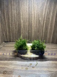 おすし様 リクエスト 2点 まとめ商品