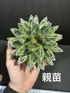 よしお様 リクエスト 2点 まとめ商品