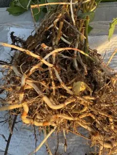 孟宗竹 地下茎 約40cm 8本 筍栽培 竹の根 - メルカリ