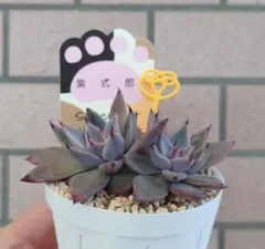 2026年最新】紫式部多肉の人気アイテム - メルカリ