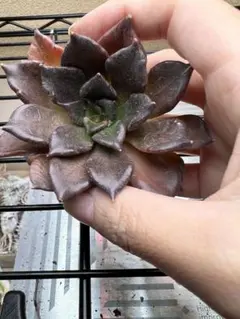 2025年最新】多肉植物 マディバの人気アイテム - メルカリ