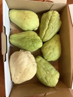 2026年最新】ハヤトウリの人気アイテム - メルカリ