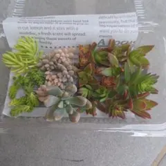 多肉植物 詰め合わせ エケベリア セダム 寄せ植え用
