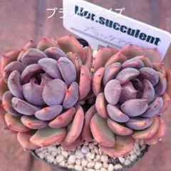 2026年最新】リエール 多肉植物の人気アイテム - メルカリ