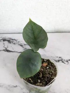 ま様 リクエスト 2点 まとめ商品