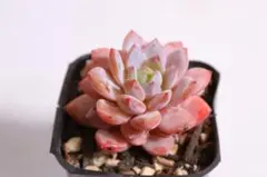 多肉植物　エケベリア・スターオレンジのサムネイル
