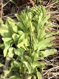 【インコの奴隷❁⃘様専用】岩手雫石町産 天然 無農薬 お山のふきのとう（茎）しどけ