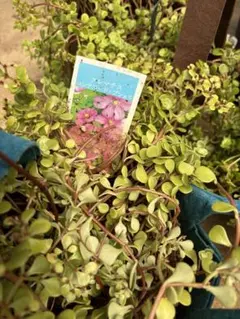 クレマチス　コンテス　ド　ブショウ　正規品のサムネイル