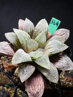 105g 多肉植物 ハオルチア 九尾狐実生苗 自家繁殖 鉢植え発送 - メルカリ