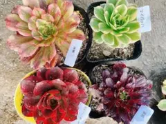 32 多肉植物 アエオニウム 抜き苗 4種セット