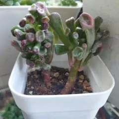 エルサ✦‧✧̣̥̇‧様 リクエスト 2点 まとめ商品