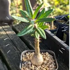 グラキリ　良型　現地球　サキュレンタム種子10粒プレゼント グラキリ 良型 現地球 サキュレンタム種子10粒プレゼント - メルカリ