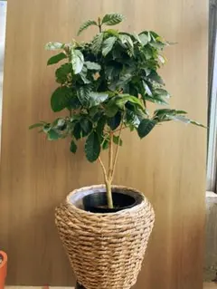 京都での手渡しのみ　コーヒーの木10号　約155cm　現品販売　近畿はお届け可能 京都での手渡しのみ コーヒーの木10号 約155cm 現品販売 近畿はお届け