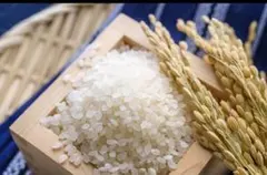 令和7年収穫 長野県産 風さやか 30kg - メルカリ