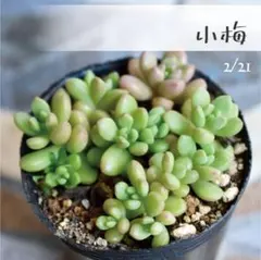 2026年最新】つぶつぶ屋 小梅の人気アイテム - メルカリ