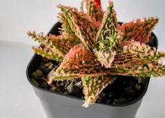 S*u様 アロエハイブリッド　TCT アロエ TCT ハイブリッド【372】 | PROTOLEAF プロトリーフ