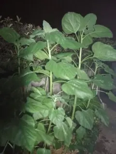 大輪の花が咲く スーパージャンボひまわりの種 モニター価格にて！数量限定555円