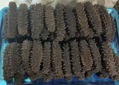 北海道産半乾燥ナマコ 500g - メルカリ