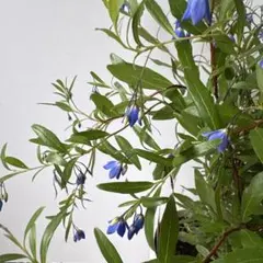 ④可憐なブルーの釣り鐘状のお花が沢山咲く大株ソリア オーストラリアンブルーベルのサムネイル