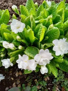 ジロちゃん様専用 プリムラ　 ダブルプリムローズ　白