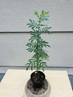フレッシュ三角葉ミモザ コンパクトサイズ 三角葉アカシア シルバー
