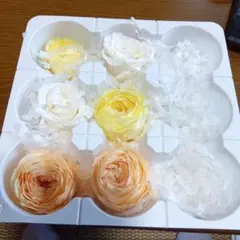다이치 팜 로즈 코코트 모닝 옐로우, 줄리아 오렌지, 로즈 이즈미 화이트