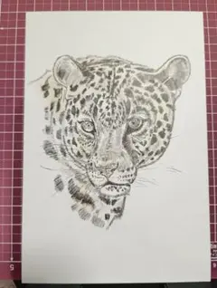 手描きイラスト ヒョウ ペン画 色鉛筆画 023