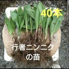 2026年最新】行者ニンニク苗100本の人気アイテム - メルカリ