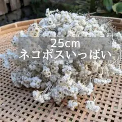 Item thumbnail for item 9861766c-d87a-4cf9-b665-45fdc9de0e3a