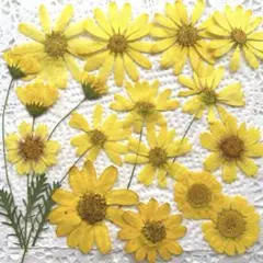 押し花 NO.355 シナガワハギ ダールベルグデージー他 - メルカリ