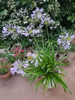 2025年最新】Agapanthusの人気アイテム - メルカリ