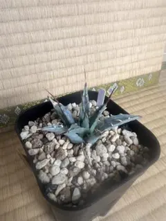 2026年最新】アガベ ネバデンシスの人気アイテム - メルカリ