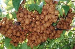 こうにゅうしゃ様ご専用