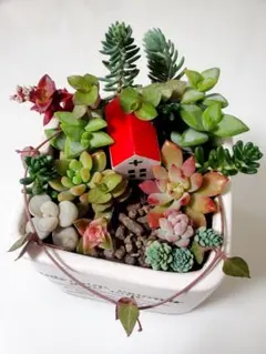 多肉植物 ガーデニング